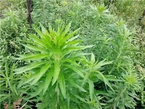 农村常见野花野草,这些野菜农村随处见