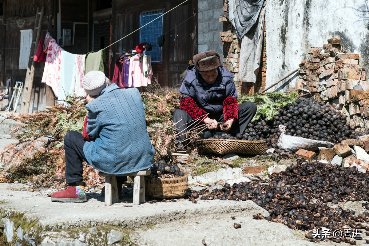 80岁老夫妻捡拾桐子果，剥壳晒干后卖2元1斤，能卖一分算一分