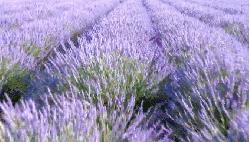 精致家居好物I6款居家香薰精油你最pick哪个味道！