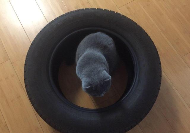 芝士为什么能顶住猫,最近网上说一片芝士就能封印猫咪