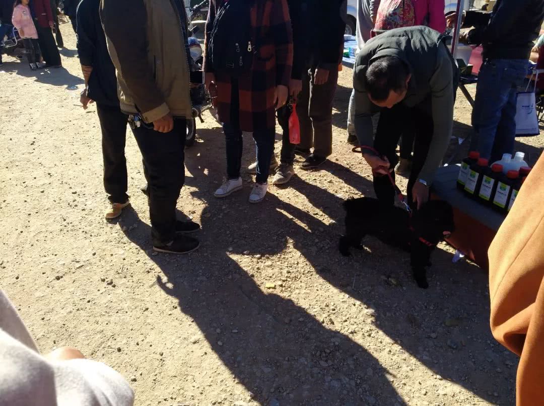 500元在宠物店买的泰迪狗,狗贩子贩卖泰迪犬