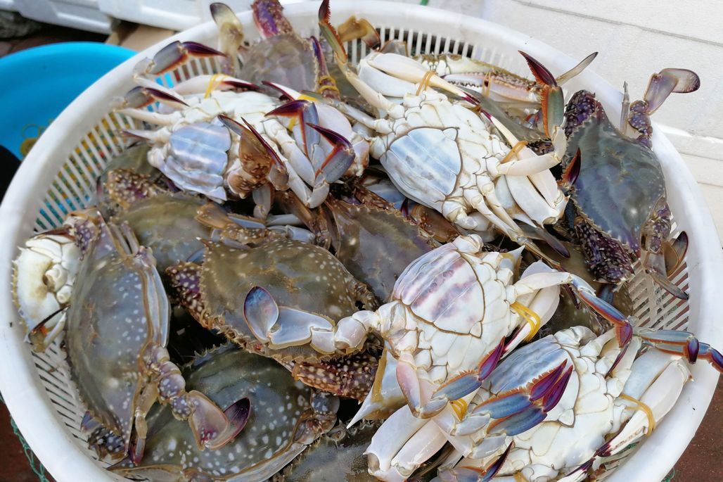 沧州特产排行榜前十名,沧州必买的十大特产