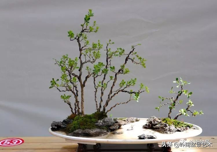 女盆景师丁昕,丁昕盆景