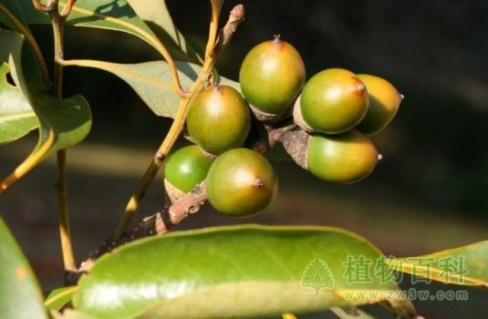 药材知母苍耳,中药材楮树白皮