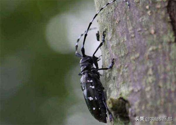 农村最常见的三种害虫,在农村有哪些害虫