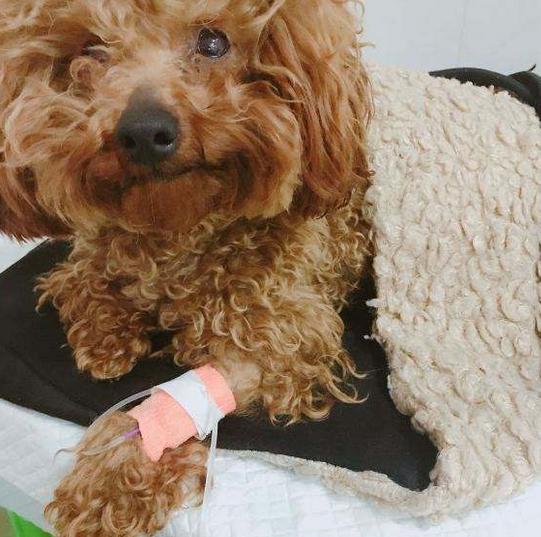 泰迪吐黄水怎么回事,泰迪吐黄水怎么治