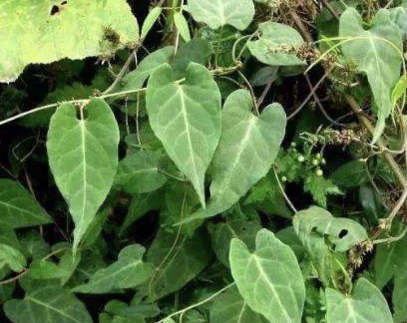 石头缝里,1种杂草像“常春藤”,被称为“白人参”,珍贵、奇特