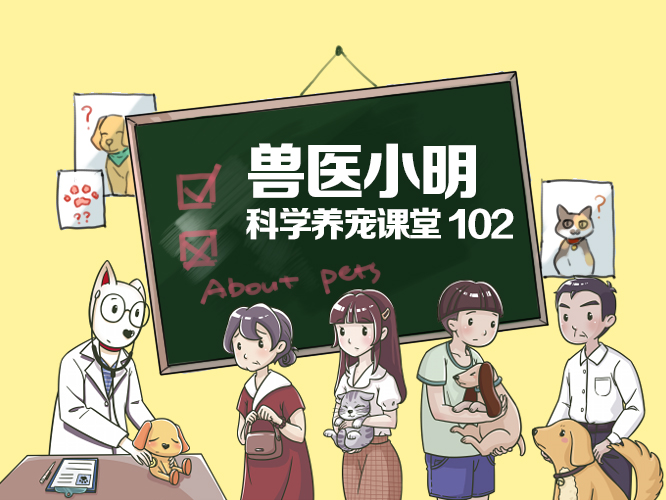 白色柴犬买贵了,白色的柴犬不属于合格的柴犬