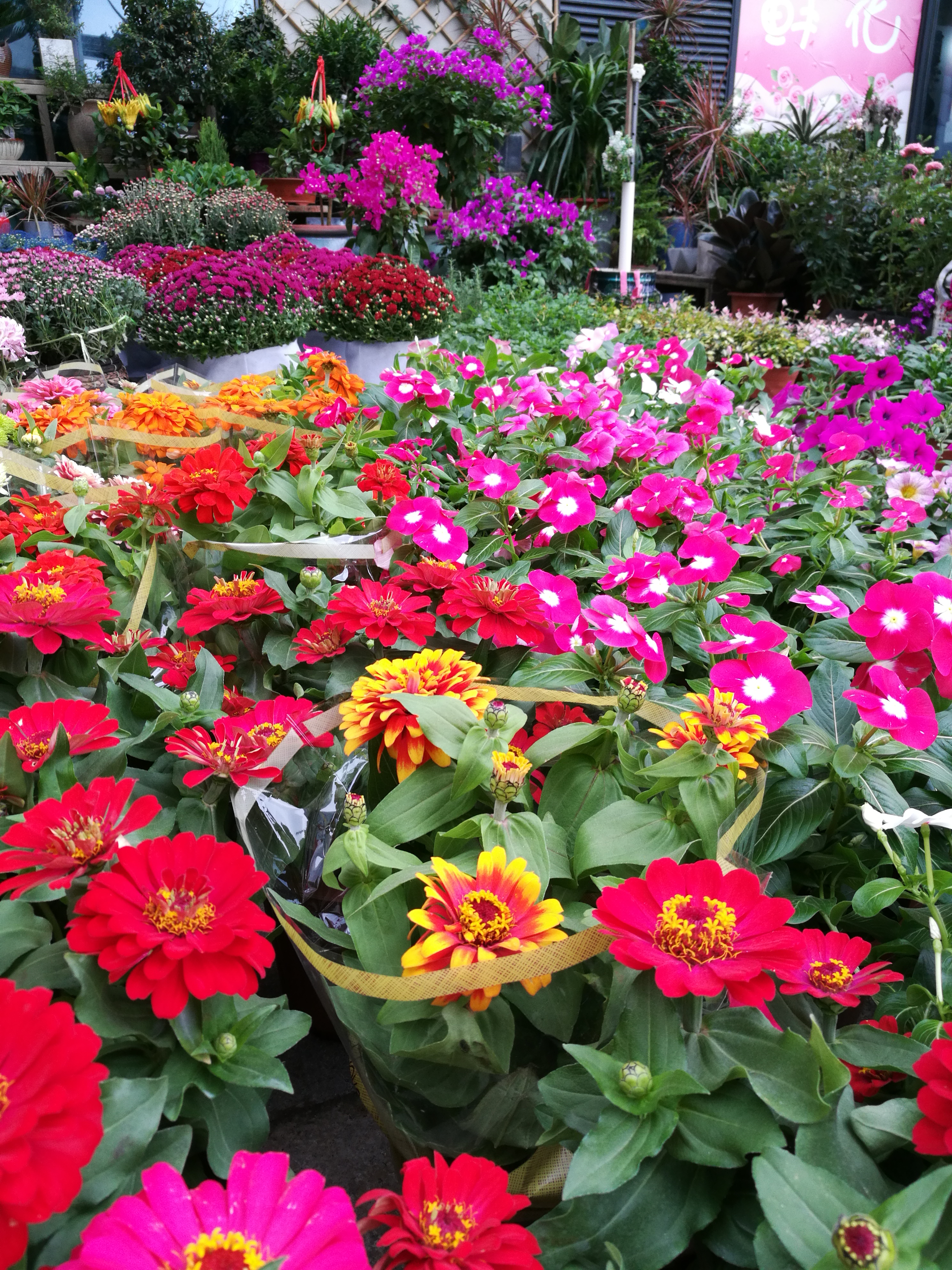 想自己开个花店可是毫无经验,给想开花店的小白的几个忠告