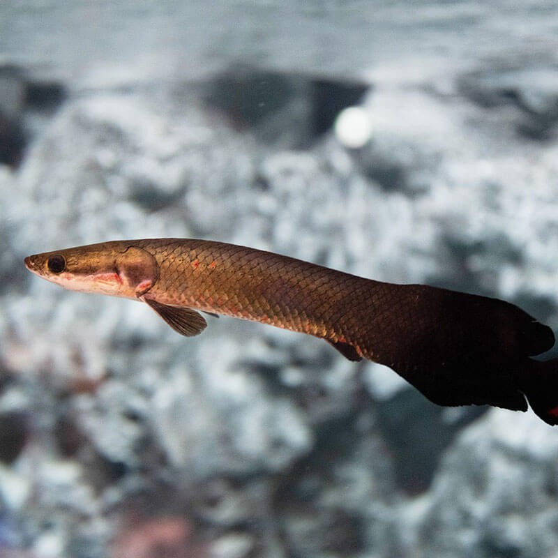 亚马逊河流域食人鱼,亚马逊河食人鱼巨骨舌鱼