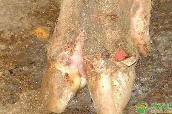 羊得口蹄疫好了后还会得病么,羊给人传染了口蹄疫能治好吗