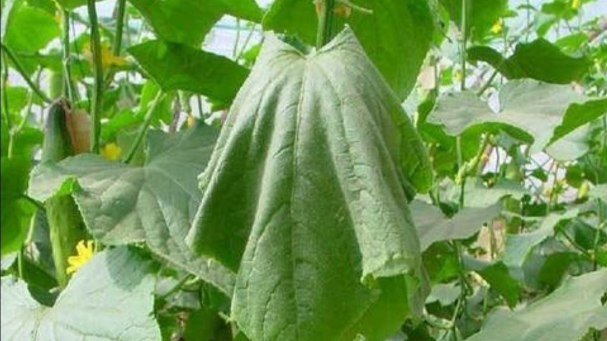 黄瓜叶子萎了是怎么回事,黄瓜叶片发黄枯萎怎么挽救