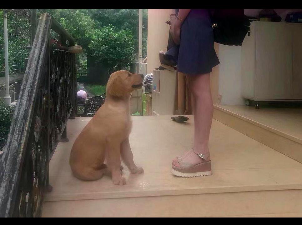 金毛家猫和流浪猫,金毛养了一只流浪猫