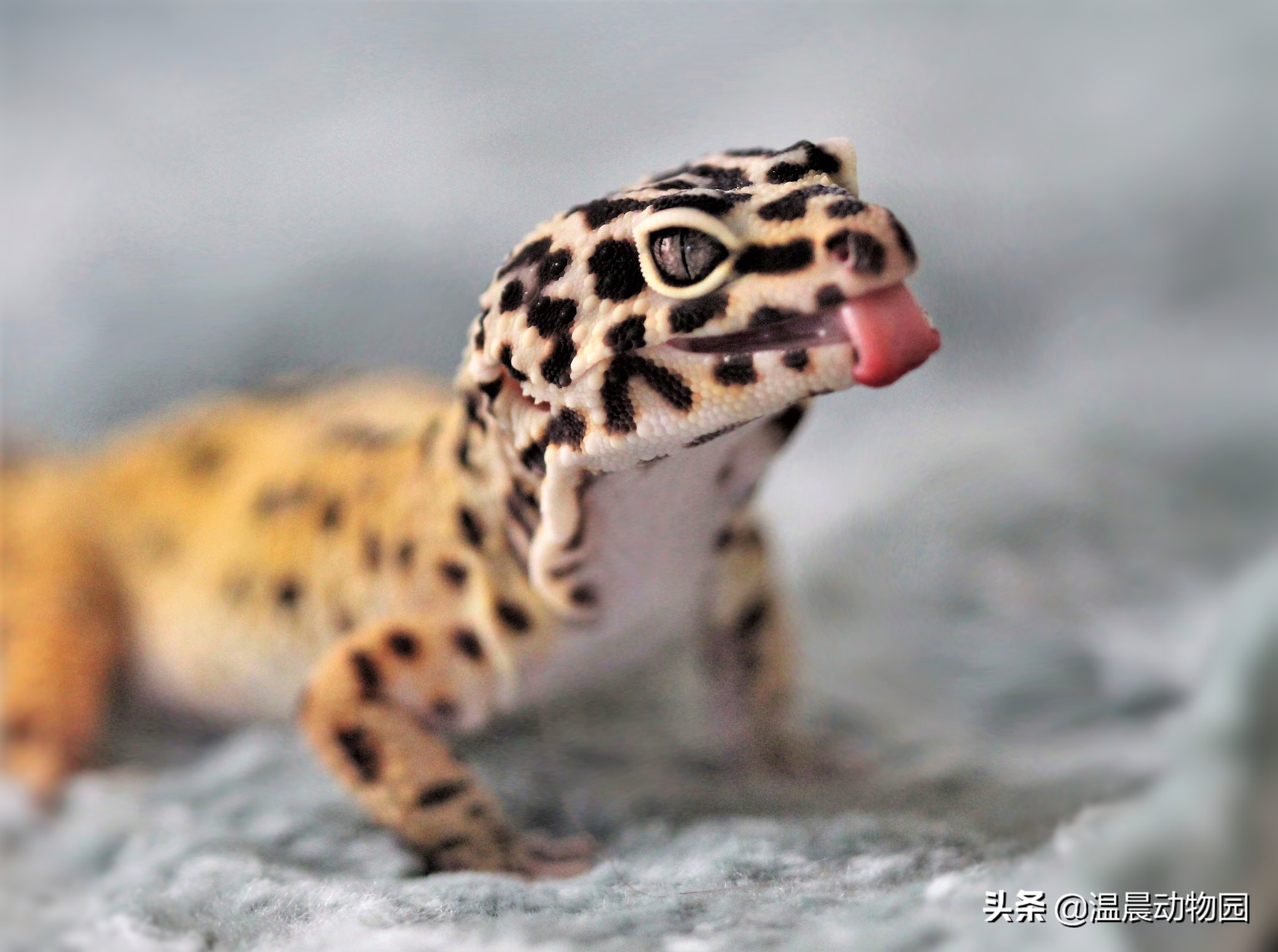 豹纹守宫爬行缓慢,豹纹守宫蜥蜴到底有多聪明