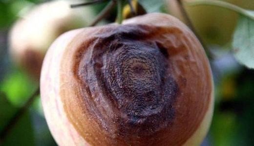 苹果轮纹病的防治时间,苹果轮纹病害治疗