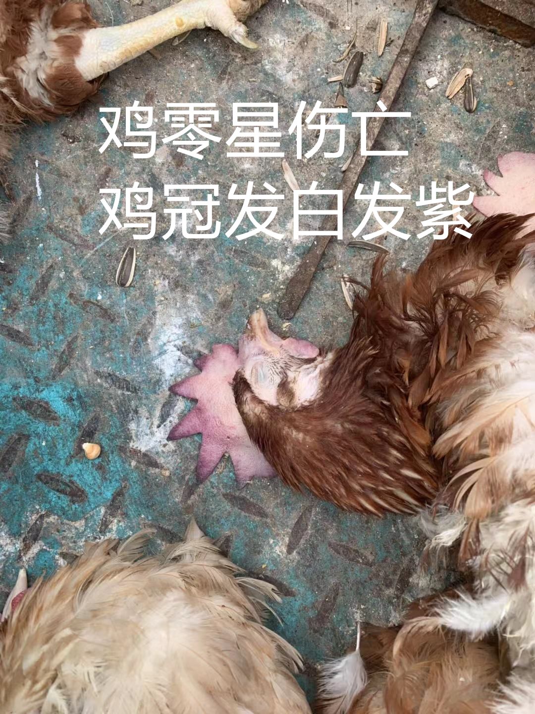 霉菌毒素对禽的危害,禽霉菌病怎么治疗