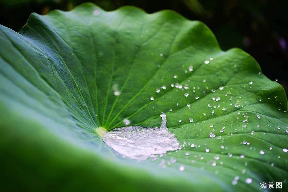 立秋时节让我们走进济南高新区彩虹湖