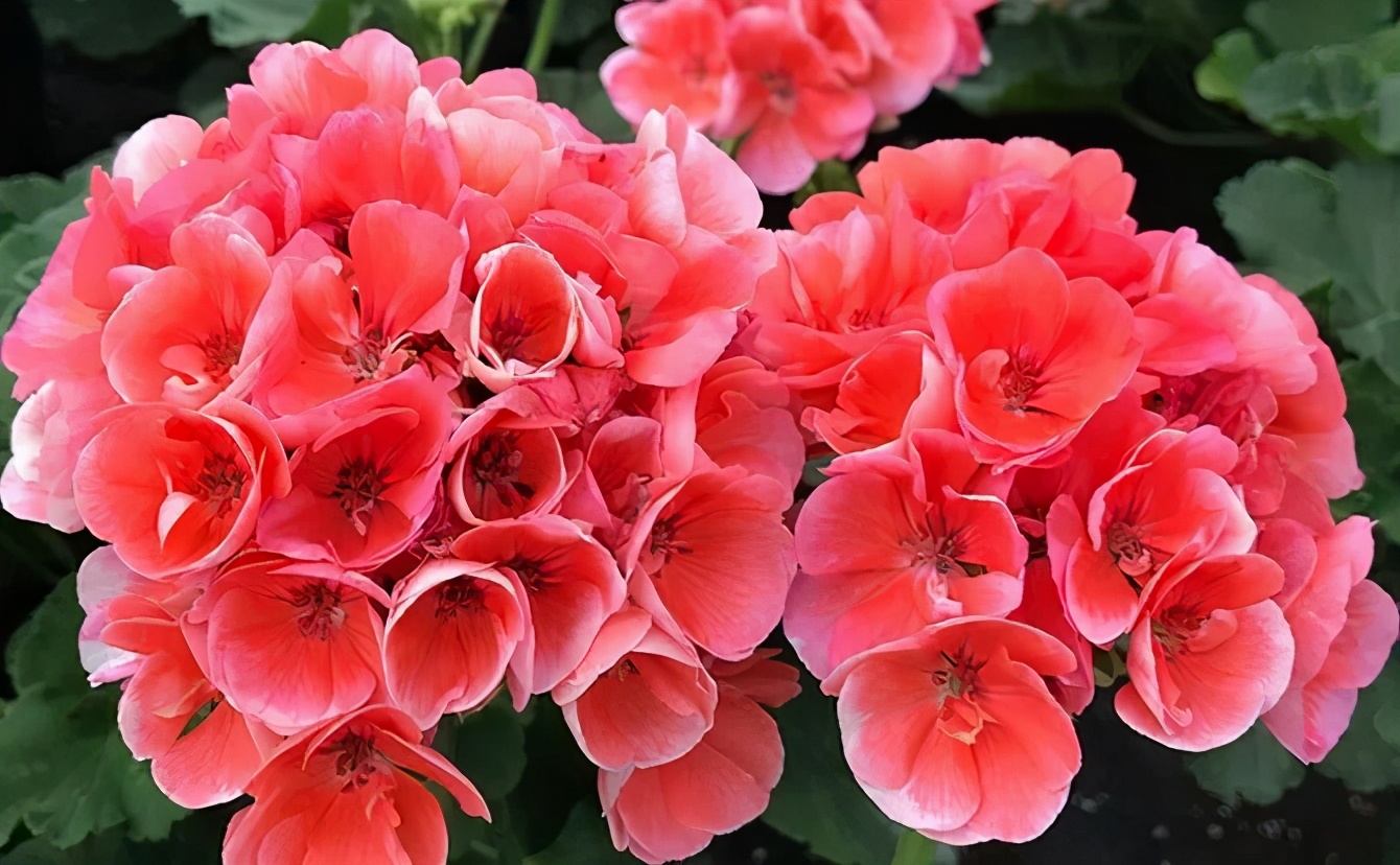 这种花别乱浇水水越多越不开花,这种花不怕冷好养易活