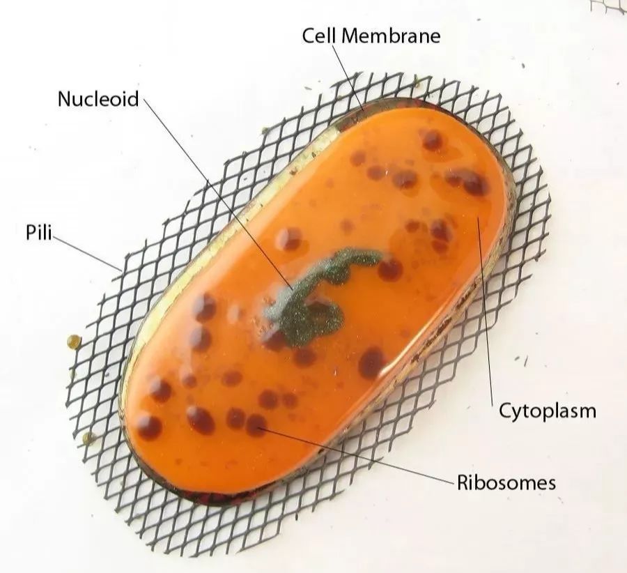 养猫得真菌头癣辟谣,养猫辟谣