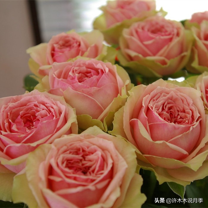 花店玫瑰自己可以种吗?玫瑰种植手册在此,情人节别浪费钱买花了