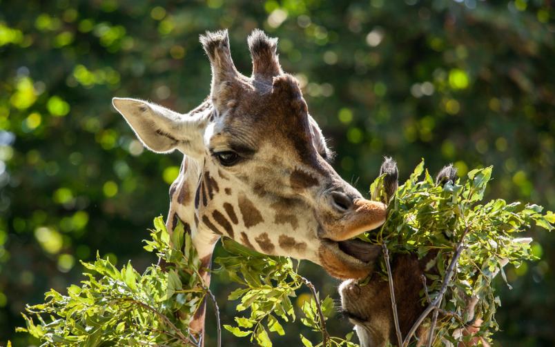 长颈鹿是怎么进化成长脖子的,长颈鹿为什么有长长的脖子呢