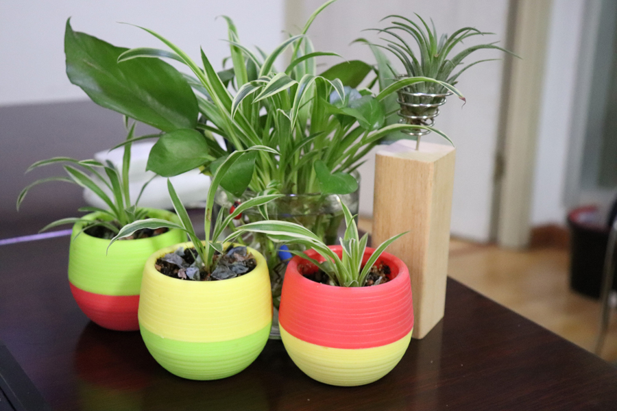 冬天吊兰绿萝扦插怎么养护,绿萝吊兰扦插多久发芽成活