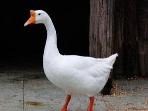 乞丐报恩小说全集,短篇感人小说报恩