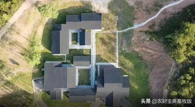 丁磊现代化猪场在哪里,养猪大企业丁磊