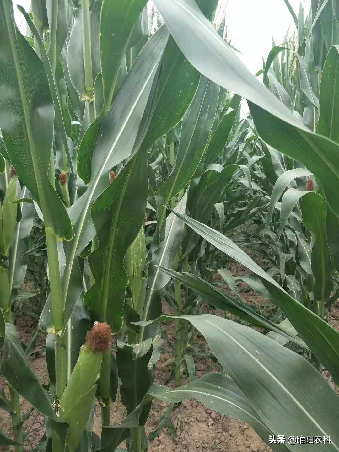 生物农药白僵菌的使用,地下害虫农药杀虫剂大全