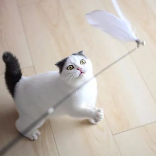 猫狗怎么养会胖,猫狗体型差