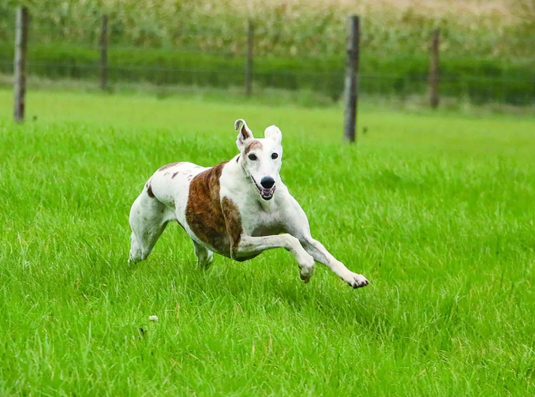 灵缇犬温斯顿,风之子灵缇犬