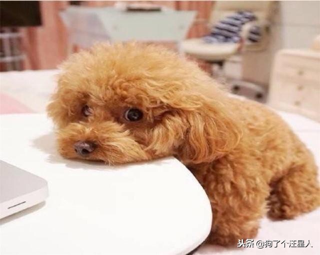 泰迪狗身上有白毛正常吗,泰迪狗长白毛怎么回事