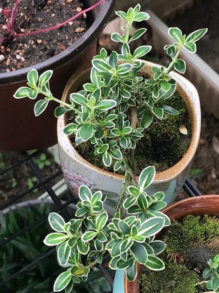 六月雪悬崖桩小盆景,最大的六月雪树桩盆景是什么