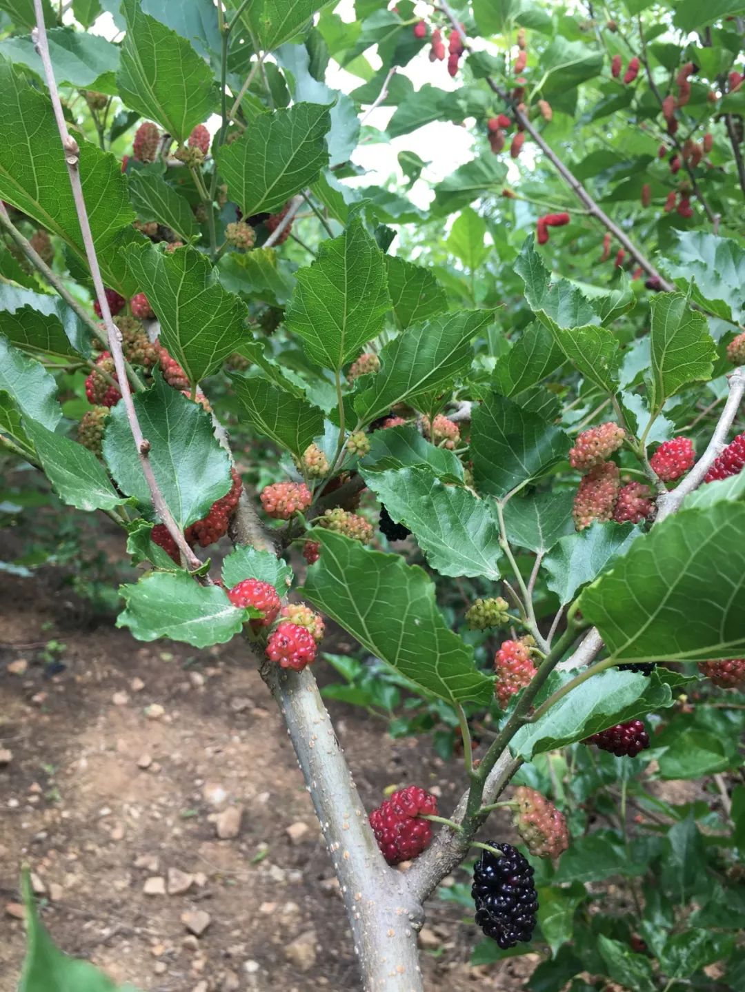 桑葚酒怎么降挥发酸,桑葚做酒酿为何容易发霉