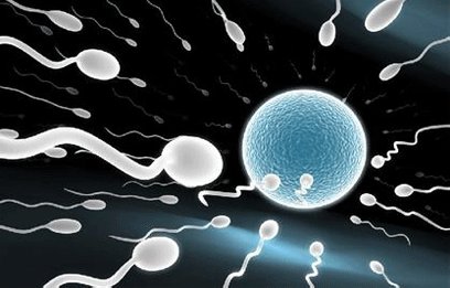 精子游动速度和什么有关,精子游动的能量是什么