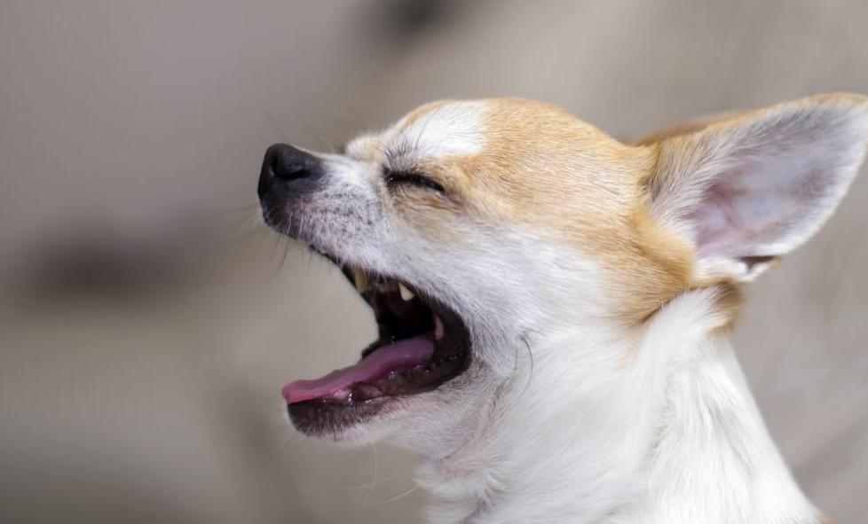 小土狗什么时候才会吠叫,六种犬