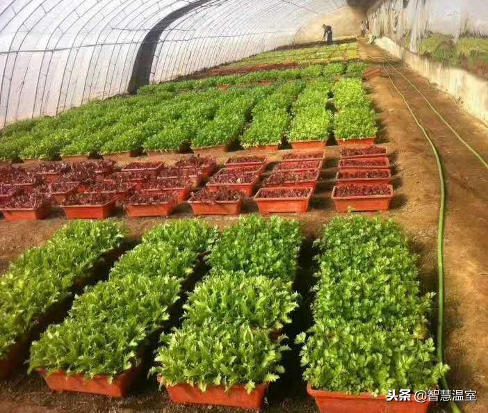 无土栽培蔬菜技术培训寿光,湖北无土栽培技术培训基地