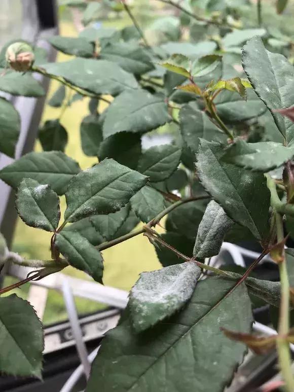 花儿叶子发黄是怎么回事,花儿叶子发黄枯萎萎蔫