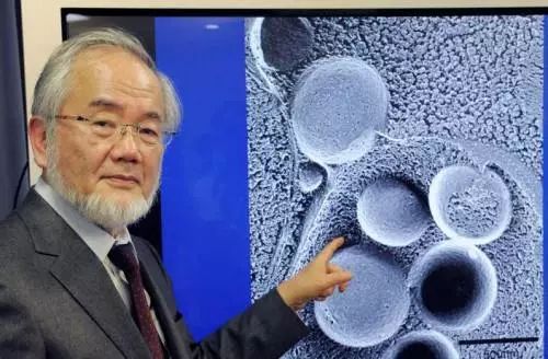 干细胞治疗与免疫治疗的区别,干细胞治疗与移植的区别