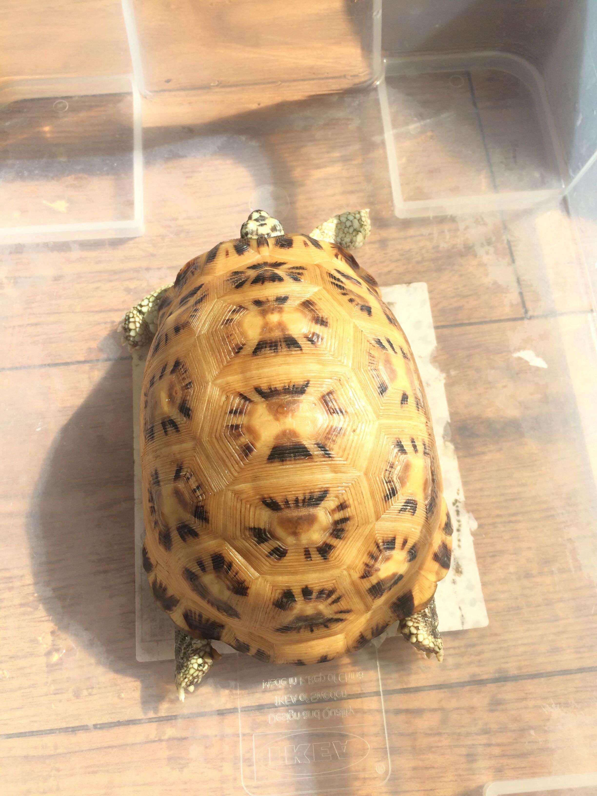 龟类纪录片,龟类图片