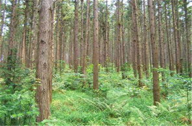 杉木有虫怎么防治,杉木虫害图片