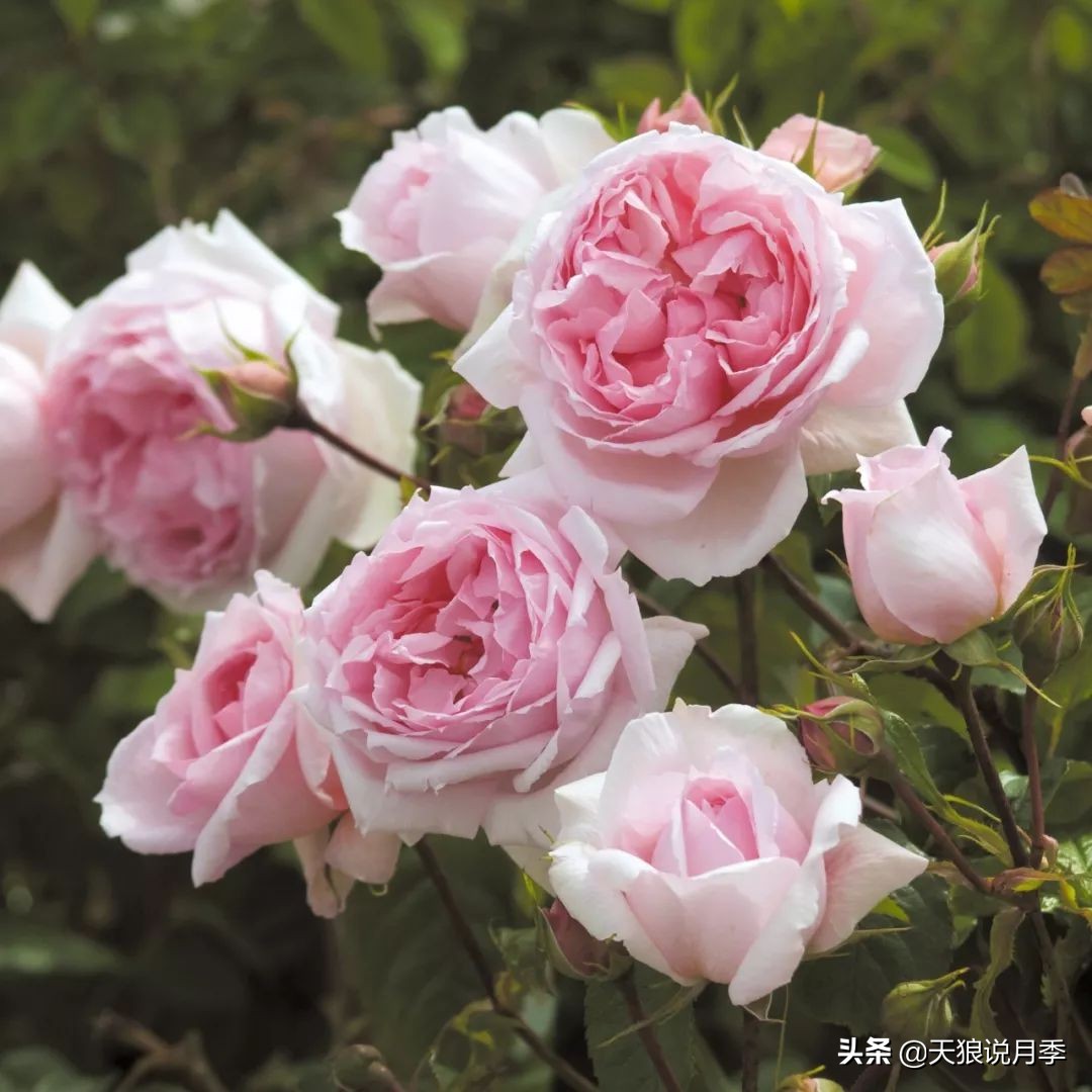 4月最浪漫的一次花开，是171个低价月季小苗带来的巅峰时刻！