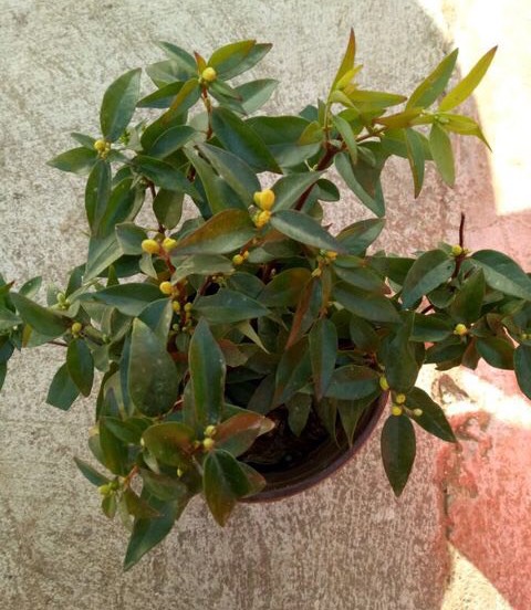 养茉莉花浇水施肥技巧,养茉莉花技巧室内