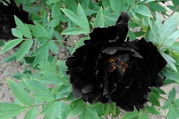 零零后女孩培育出世上最美的几种花，无论如何也要种上一朵