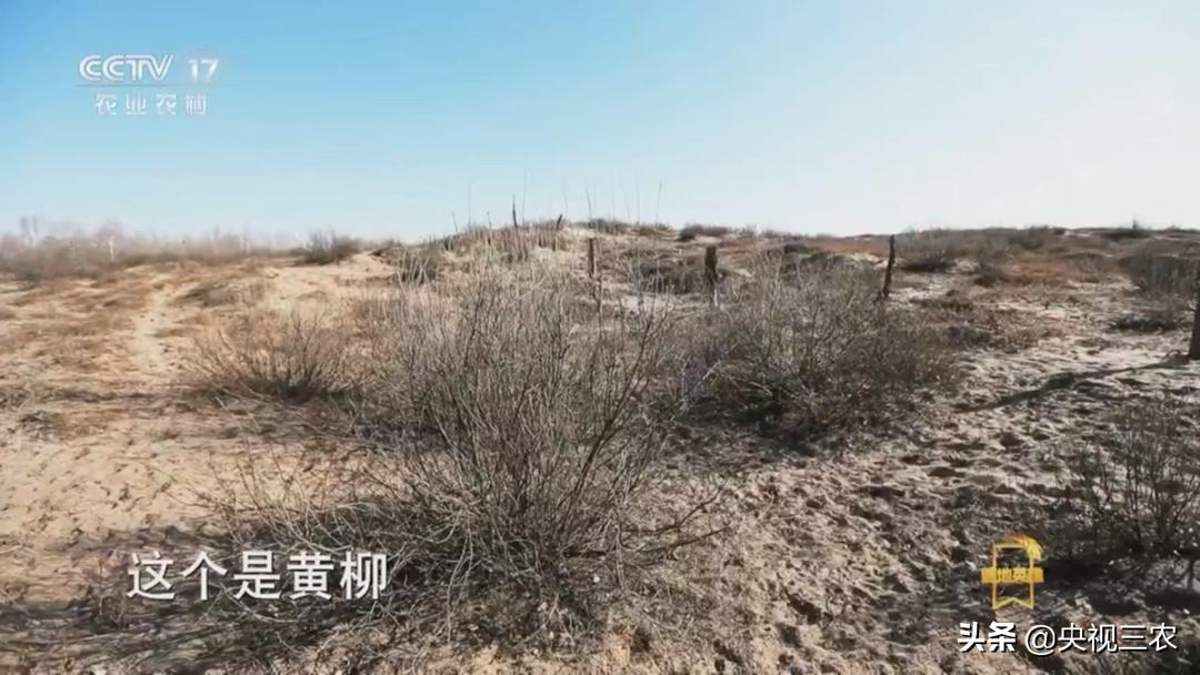 荒漠变绿洲不怕苦也不认命,荒漠变绿洲24年种下300万棵树