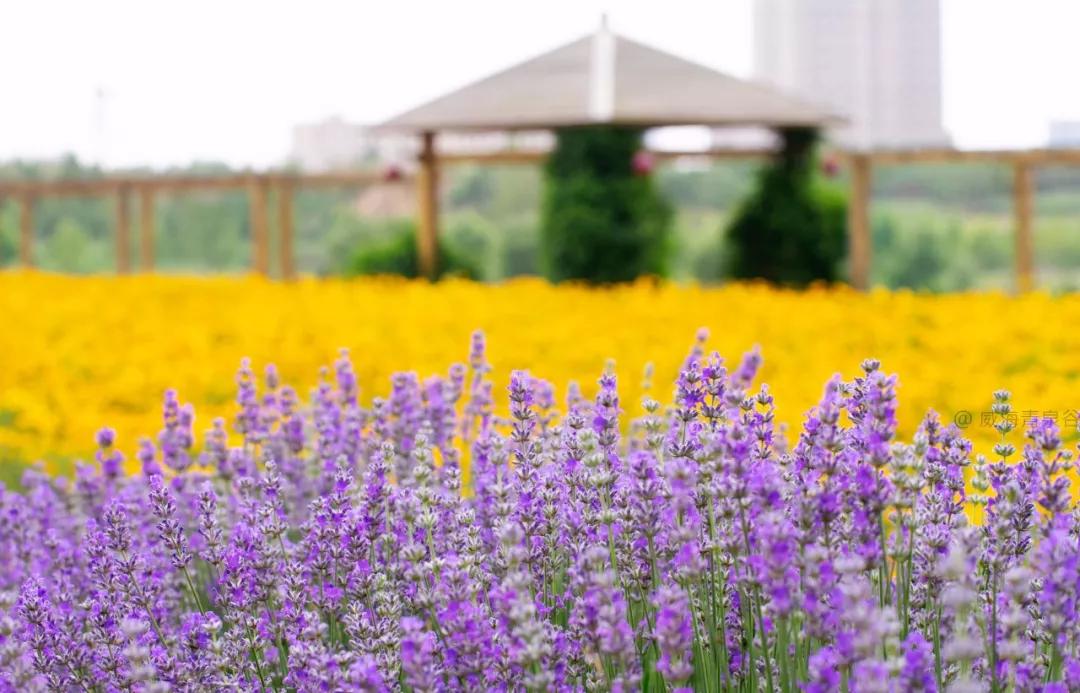 美哭了天津薰衣草花海盛放,美cry