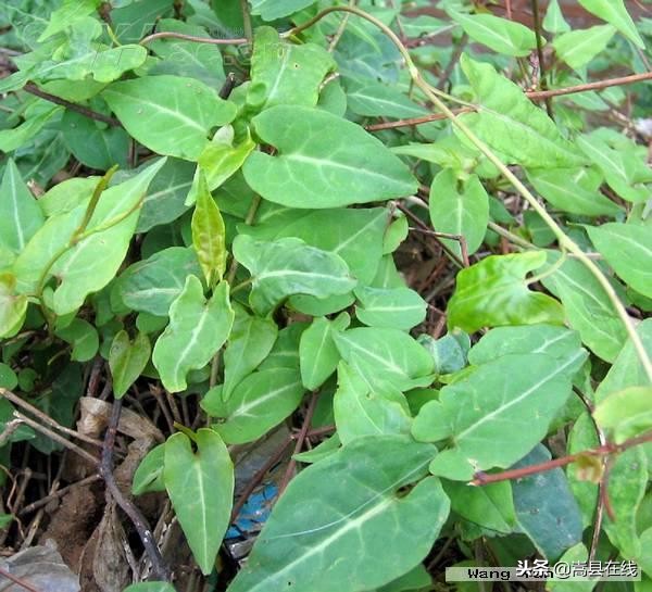 农村比较常见的中草药,农村不可碰的十种草药