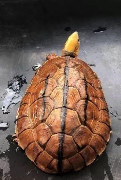 乌龟肺炎怎么治疗,阿奇霉素可以治疗乌龟肺炎吗