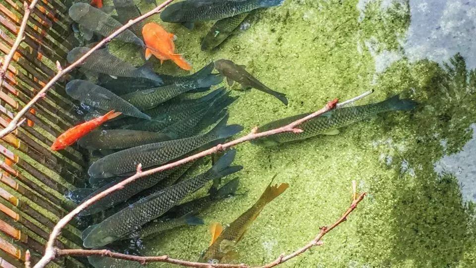 这种瘦身鱼高达40元/斤的售价，养殖诀窍竟然是“不喂食”？