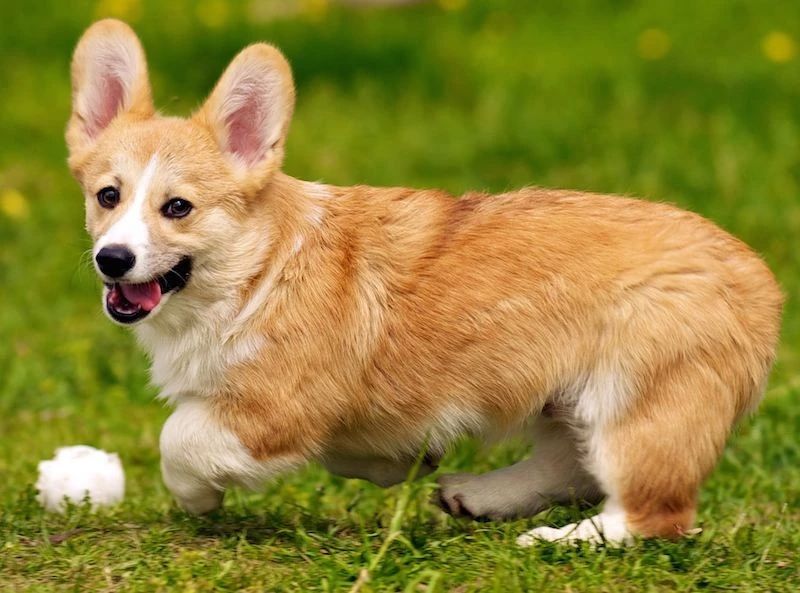 狗的不同品种长得千差万别,它们都是狼的后代吗?